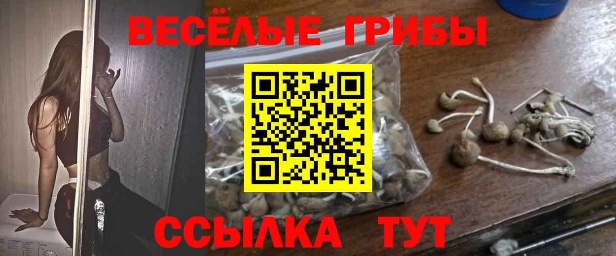 Псилоцибиновые грибы Cubensis Чистополь